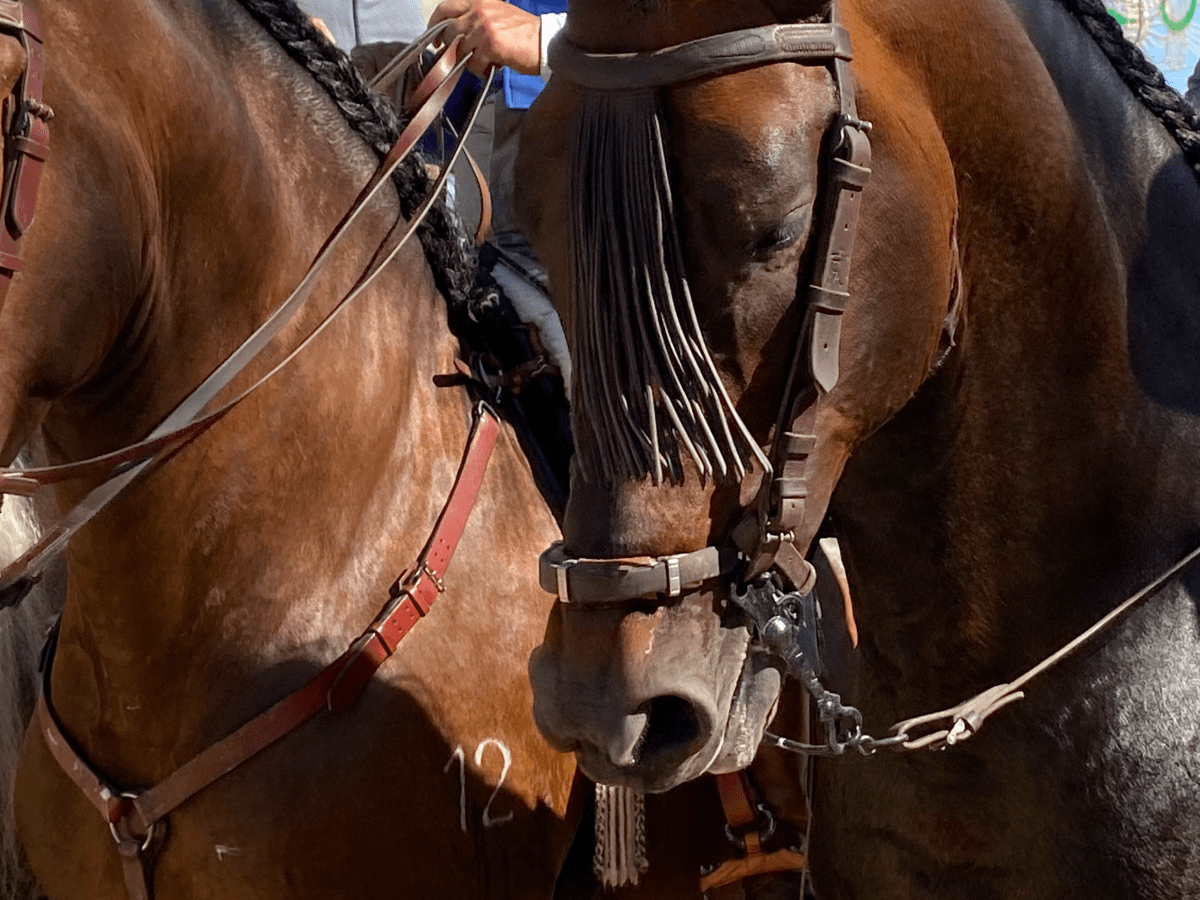 La vida es una&nbsp;feria